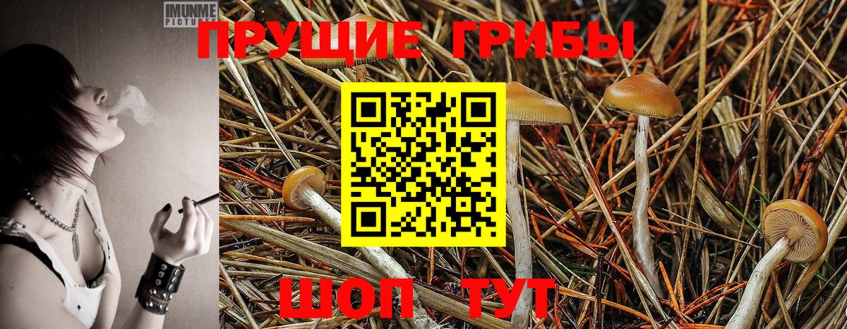 Коркино  Псилоцибиновые грибы GOLDEN TEACHER  Галлюциногенные грибы Magic Shrooms  Вход с VPN 